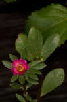 Paraguayan purslane